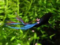 /album/i-miei-pesci/bettta-splendens-jpg/